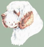 Clumber Spaniel (image for) Clumber Spaniel